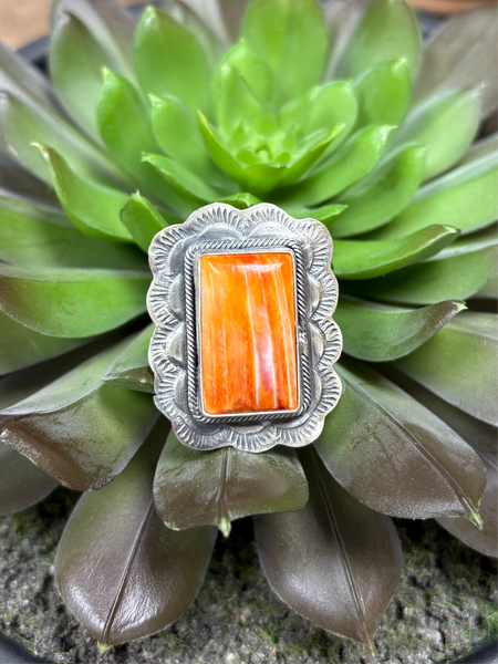 SLL Scallop Spiny Oyster Ring